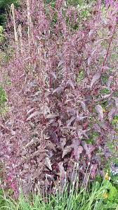 Image result for Atriplex