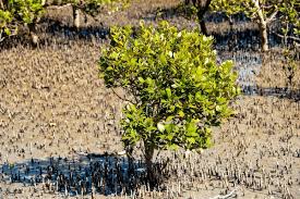 Image result for Avicennia marina