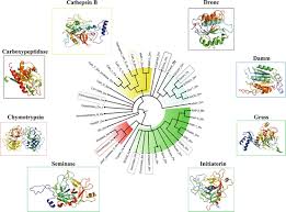 Sorry this was late, hope you guys found it useful!if i find any, i will remove any rude, begging, or advertising comments, so if you're about to comment. Insect Proteases Structural Functional Outlook Springerlink