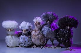 Besides the egg tooth which will fall off shortly after birth, baby chickens or chickens in. Chic Chicks Photographer Poses Baby Chickens As High Fashion Models Creative Boom