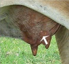 Image result for Hyperthelia