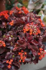 Kalanchoe 39 Krinkle Red 39 2 Karl Gercens Flickr Cacti And Succulents Planting Succulents Succulent Gardening