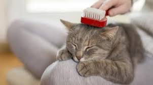 Kedi Almak Istiyorum Kedi Bakimi Yaparken Cok Zorlanir Miyim Kizlarsoruyor
