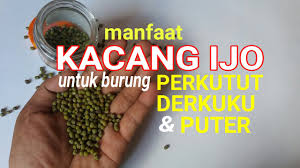 Sebagian besar kung mania di indonesia pasti mempunyai pertanyaan yang sama. Burung Mas Radek Manfaat Kacang Ijo Untuk Burung Perkutut Derkuku Dan Puter Youtube