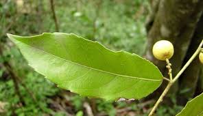 Image result for Rawsonia burtt-davyi