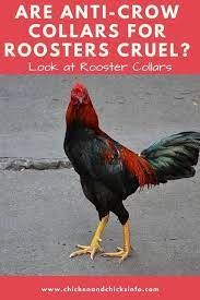 I'm putting this at the top of the list so we a rooster collar doesn't necessarily stop your rooster from crowing, but it does make it more difficult for. Are No Crow Collars Cruel Safe Ways To Stop Crowing Chicken Chicks Info