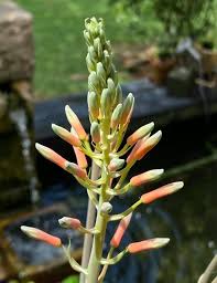 Image result for Aloe rulkensii