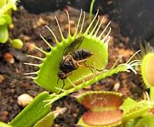 Venus flytrap plants are native to north america. Venus Flytrap Wikipedia