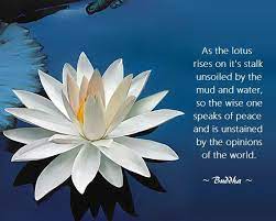 Historical records show that the flower the buddha held up at the sermon was a lotus flower, which is associated with buddhism the flower sermon was held near a pond during buddha's later years. Life Lessons From The Masters Lotus Flower Quote Lotus Flower Meaning Lotus Quote
