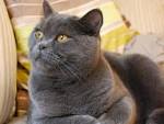 - Florida British Shorthair Rescue - ADOPTIONS - Rescue Me!
