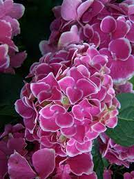 Hydrangea Macrophylla Tivoli Hydrangea Macrophylla Beautiful Hydrangeas Beautiful Pink Flowers