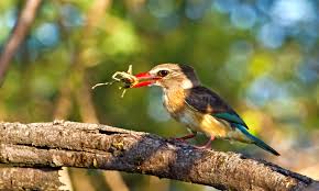 Image result for brown hooded kingfisher