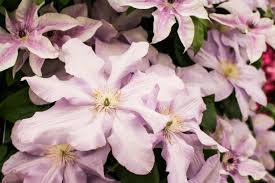 As a rule, most clematis do best in garden soil rather than in containers. Growing Clematis In The Shade Hgtv