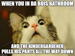 5 out of 5 stars verified purchase. Scared Cat Meme Imgflip