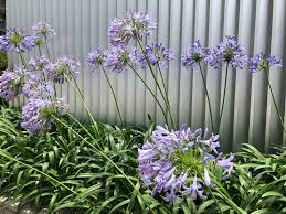 アガパンサス 紫君子蘭 の花言葉 花の種類や色 見頃の季節は Horti ホルティ By Greensnap