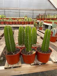 Image result for Euphorbia ingens
