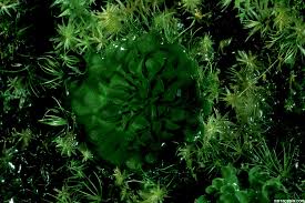 Image result for Genlisea