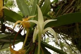 Image result for Cyrtorchis arcuata