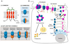 Maybe you would like to learn more about one of these? Ijms Free Full Text Gap Junctions In The Bone Marrow Lympho Hematopoietic Stem Cell Niche Leukemia Progression And Chemoresistance