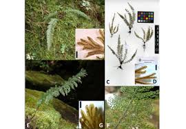 Image result for Crepidomanes inopinatum