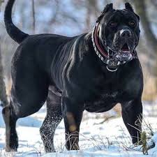 Pit Bulls Are Awesome Bulldogg Hundar Terrier