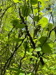 Image result for Rothmannia macrosiphon