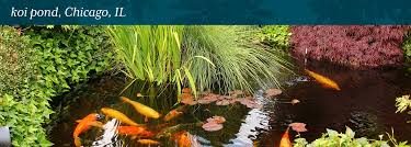 Big fish need a big pond. Koi Pond Chicago Il Lurvey Landscape Supply