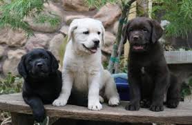What is a chocolate labrador? Black Yellow Labrador Retrievers For Sale In California At Ruff Labradors