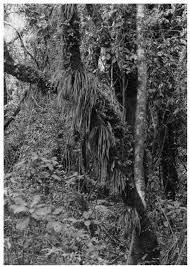 Image result for Vittaria guineensis