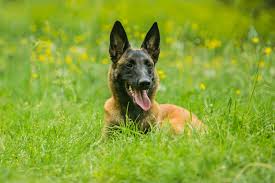 High quality realistic belgian malinois. Malinois Steckbrief Geschichte Charakter Haltung