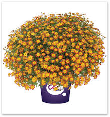 Image result for Bidens grantii