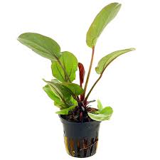Echinodorus bleheri does well even in poorly illuminated aquariums, as it grows towards the light. Echinodorus Reni Aquasabi Aquaristik Shop