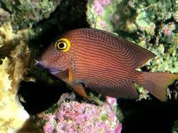Image result for Oxyanthus strigosus