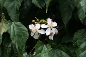 Image result for Bixaceae