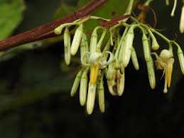 Image result for Alangium chinense