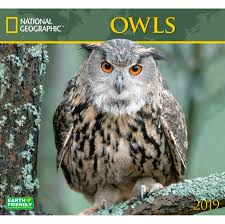 Backyard bird watching is one of the popular social pastimes that many do not know about but those that have found it entertaining, peaceful, and all out the term about backyard birds refers to it being a common bird that isn't limited to only one specific area. Thebyn Calendar National Geographic Owls 2019 The Backyard Naturalist