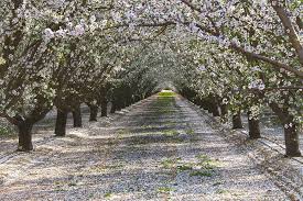 We did not find results for: Tunnel Thru Blooming Almond Trees Photograph By Sheila Fitzgerald