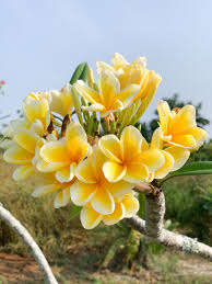 Plumeria is related to the oleander, nerium oleander, and both possess a irritating, milky sap, rather similar to that of euphorbia. Plumeria In Bloom A Comeback Story Naples Botanical Garden