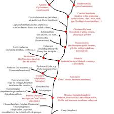 There are different categories of cancer cell, defined according to the cell type from which they originate. Simplified Eukarya Tree Of Life With A Special Focus On The Kingdom Download Scientific Diagram
