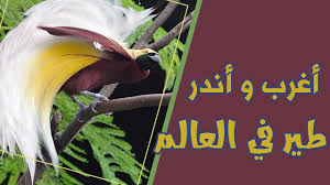 تجمع حديقة طيور كوالالمبور بماليزيا مجموعة من الطيور التي هي أحد أروع المخلوقات التي خلقها الله عز وجل على وجه الأرض parrot animals