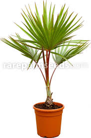 Image result for Latania loddigesii