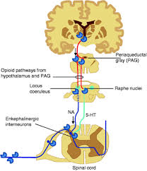 Image result for Non-Pharmacologic Pain Control in Labor