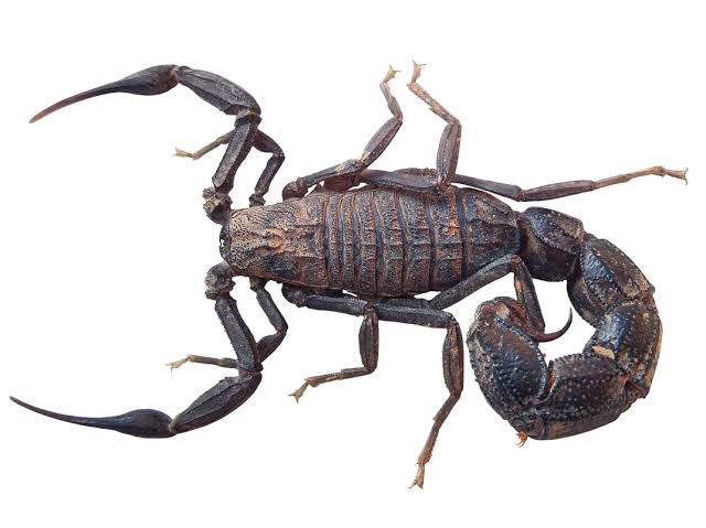 Scorpions Are So Metal—Literally. New Images Reveal Patterns in How Their  Weaponry Is Fortified With Iron, Zinc and Manganese