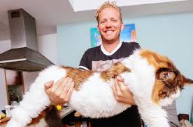 They certainly provide good material for conversation. This Four Foot Cat Is The Biggest And Most Lovable In New York City Watch Good News Network