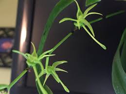 Image result for Angraecum calceolus