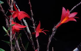 Image result for Crepidorhopalon