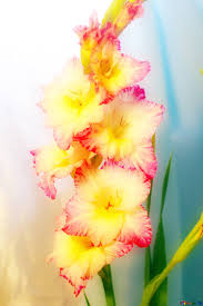 Your favorite blooms — from roses and peonies to lilies and daisies — send specific messages that you white ones signify purity, pink ones signify prosperity, red ones signify passion, orange ones signify pride, and yellow ones signify gratitude. Flowers Gladiolus Image Pink And Yellow Flowers Images Autumn 50563 Torange Biz Free Pics On Cc By License