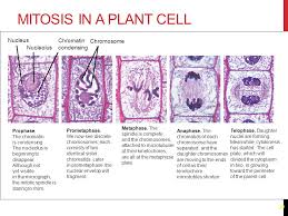 D) metaphase interphase, prometaphase, prophase, anaphase, telophase. The Cell Cycle And Mitosis Unit 3 Organization And Development Ppt Download