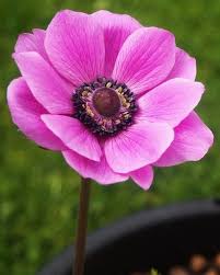 Pin On Anemone