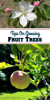 Fruit trees cuttings are required when the fruit is a seedless variety or you need a fast propagation method. Tips On Growing Fruit Trees Reuse Grow Enjoy